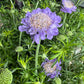 Pincushions | Surprise Colour | Outdoor Plant