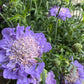 Pincushions | Surprise Colour | Outdoor Plant