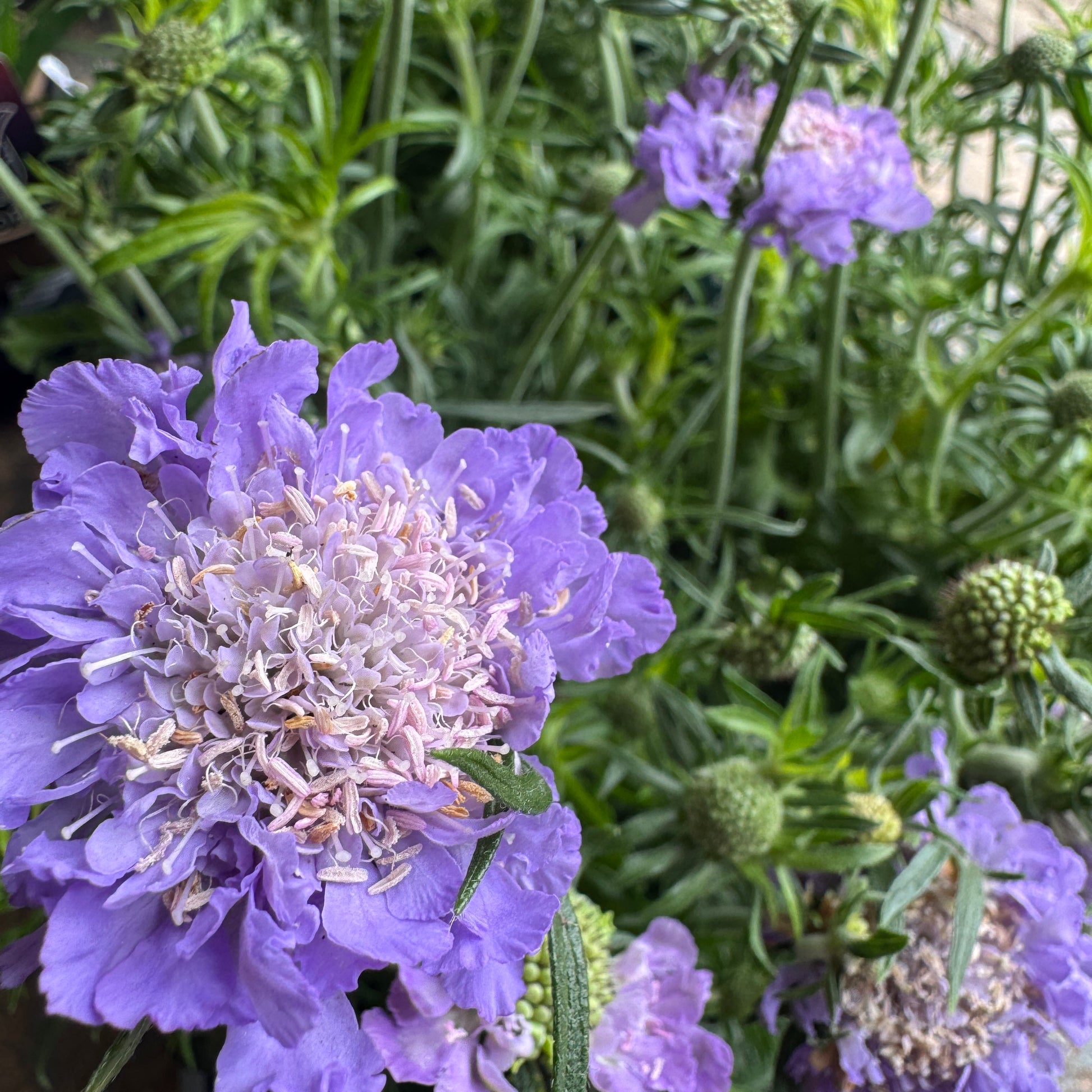 Pincushions | Surprise Colour | Outdoor Plant