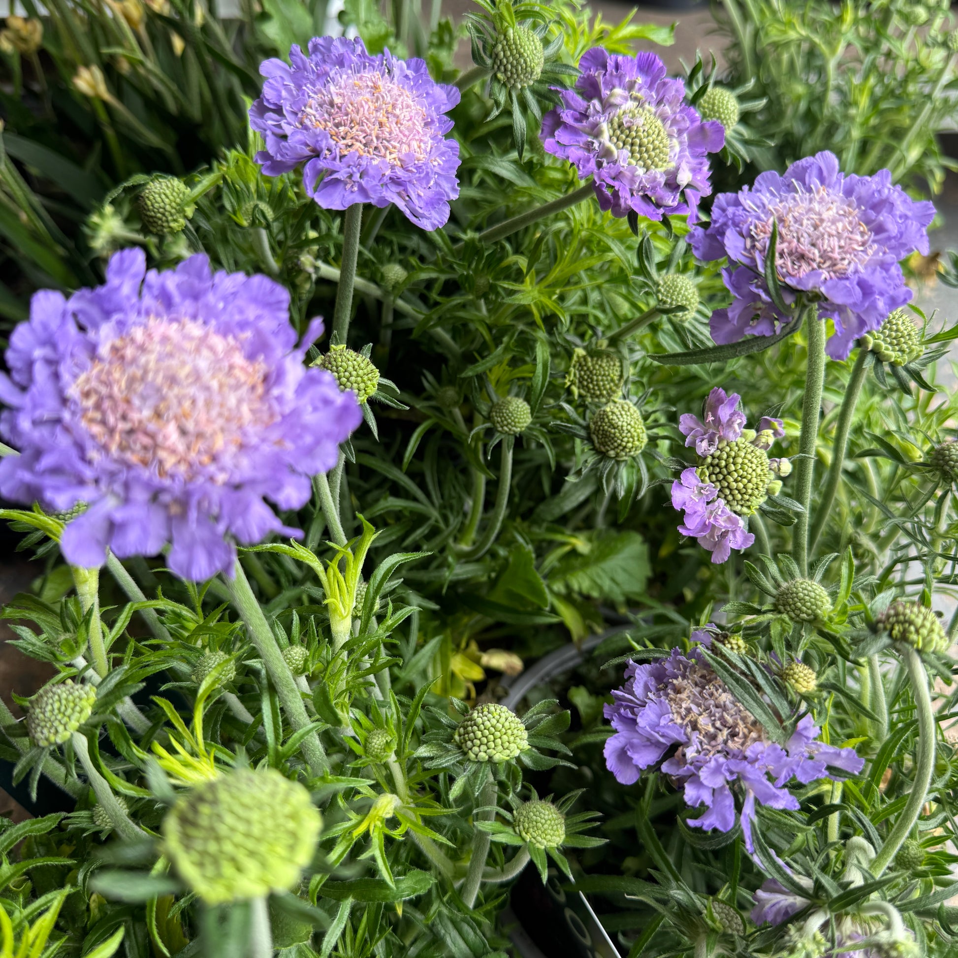 Pincushions | Surprise Colour | Outdoor Plant