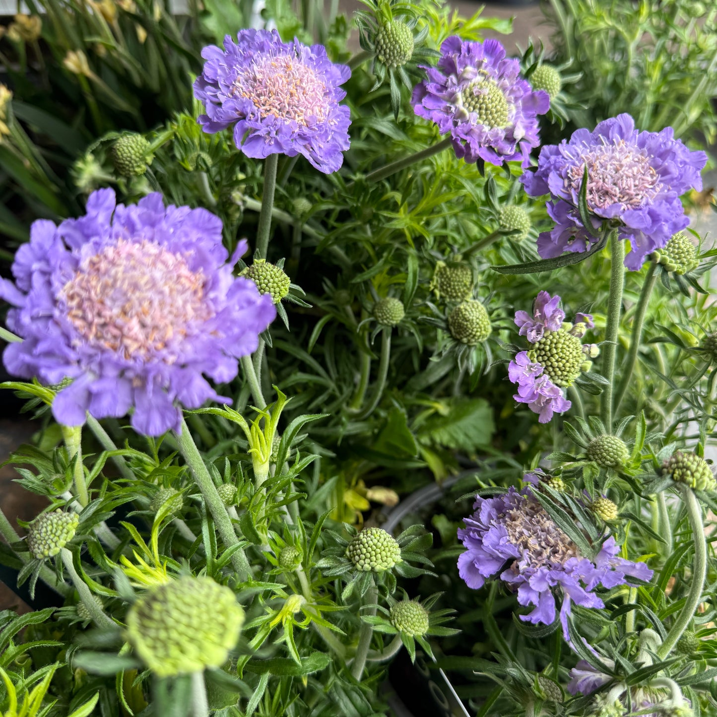 Pincushions | Surprise Colour | Outdoor Plant