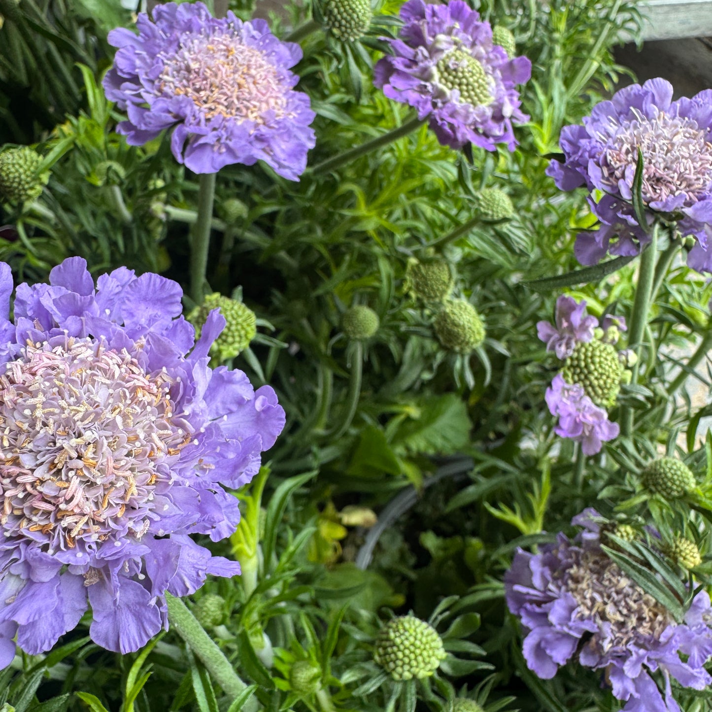 Pincushions | Surprise Colour | Outdoor Plant