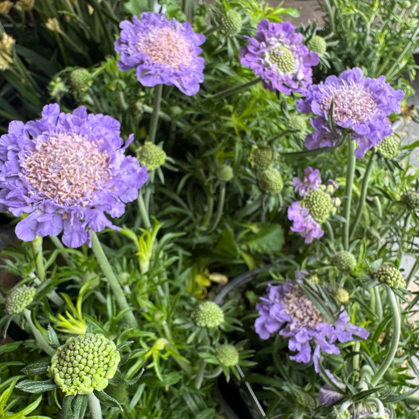 Pincushions | Surprise Colour | Outdoor Plant
