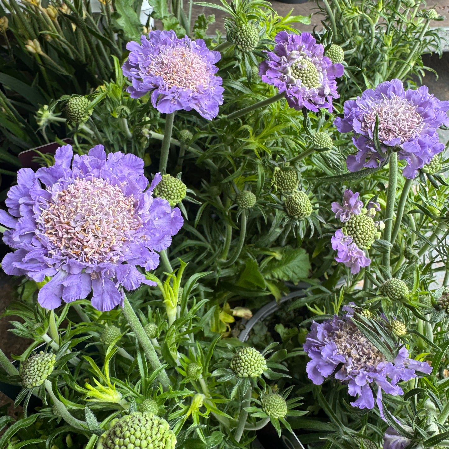 Pincushions | Surprise Colour | Outdoor Plant
