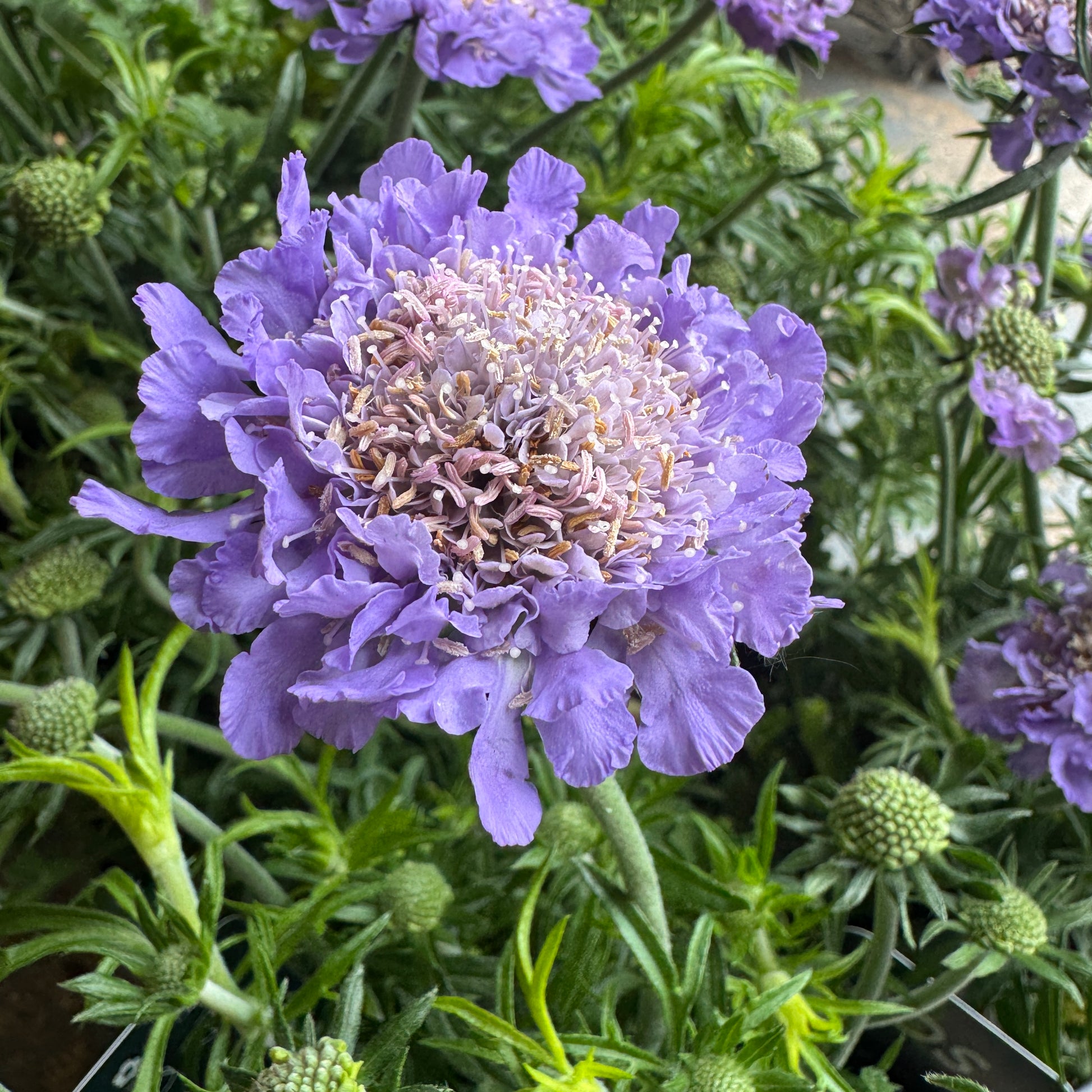 Pincushions | Surprise Colour | Outdoor Plant