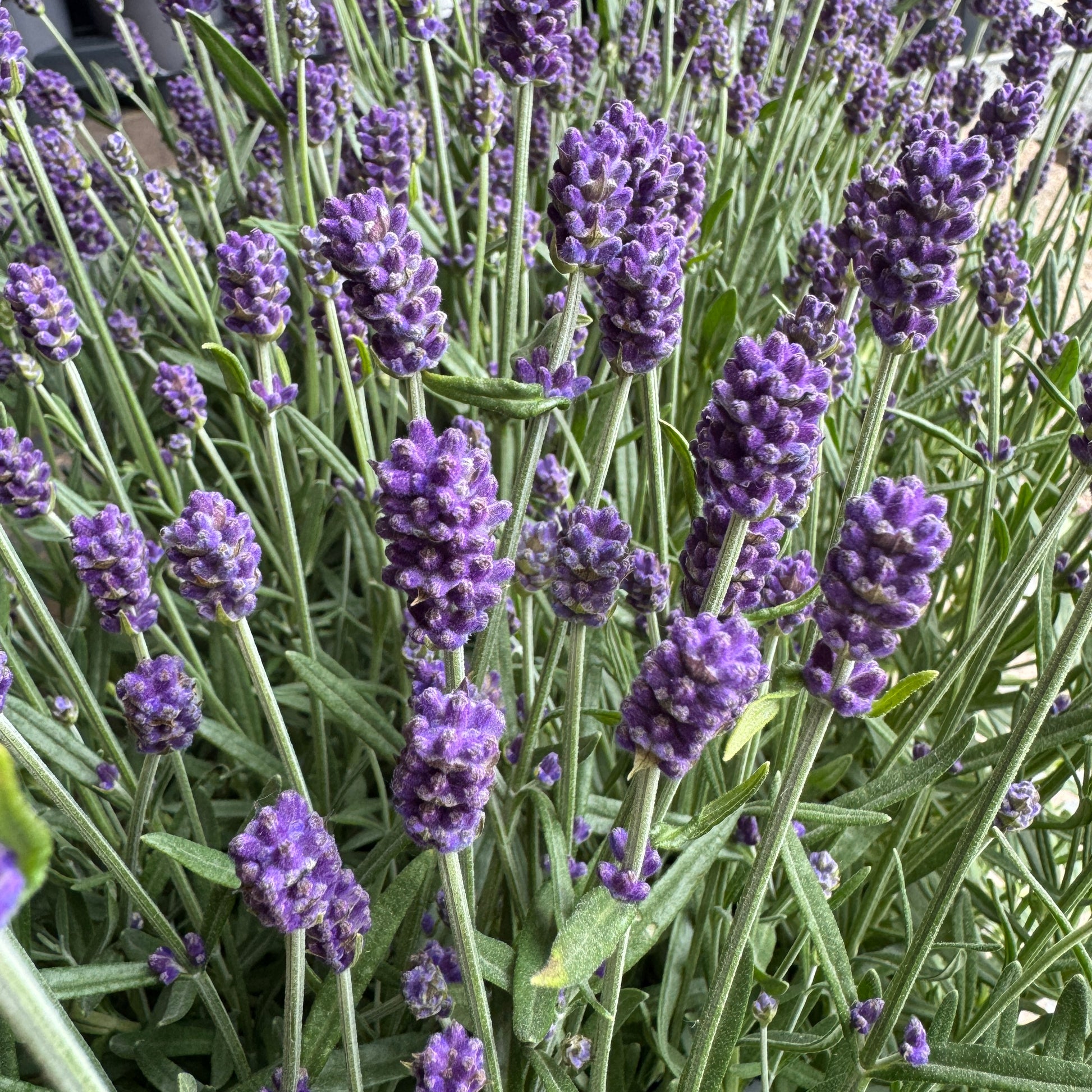 Lavender | Outdoor Plant