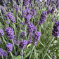 Lavender | Outdoor Plant