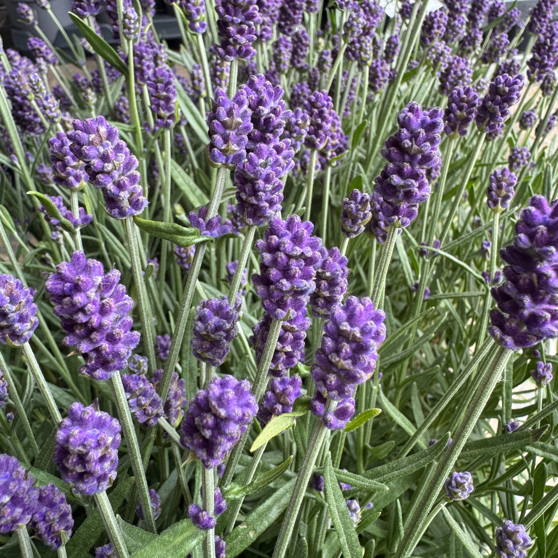 Lavender | Outdoor Plant