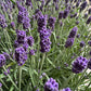 Lavender | Outdoor Plant