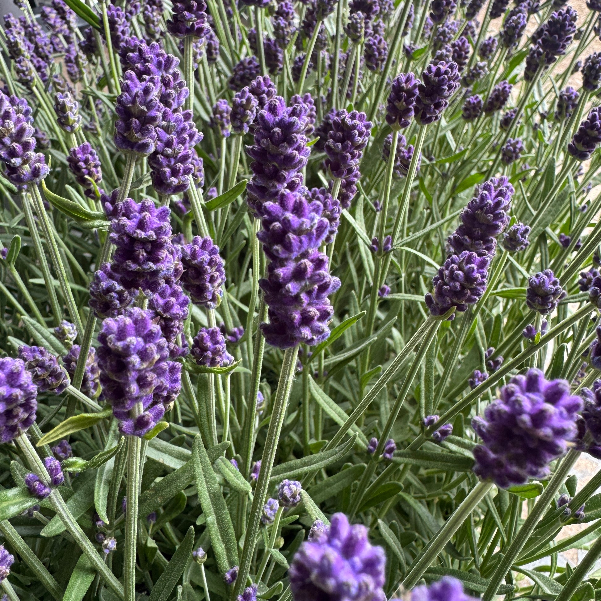 Lavender | Outdoor Plant