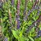 Salvia | Blue | Outdoor Plant