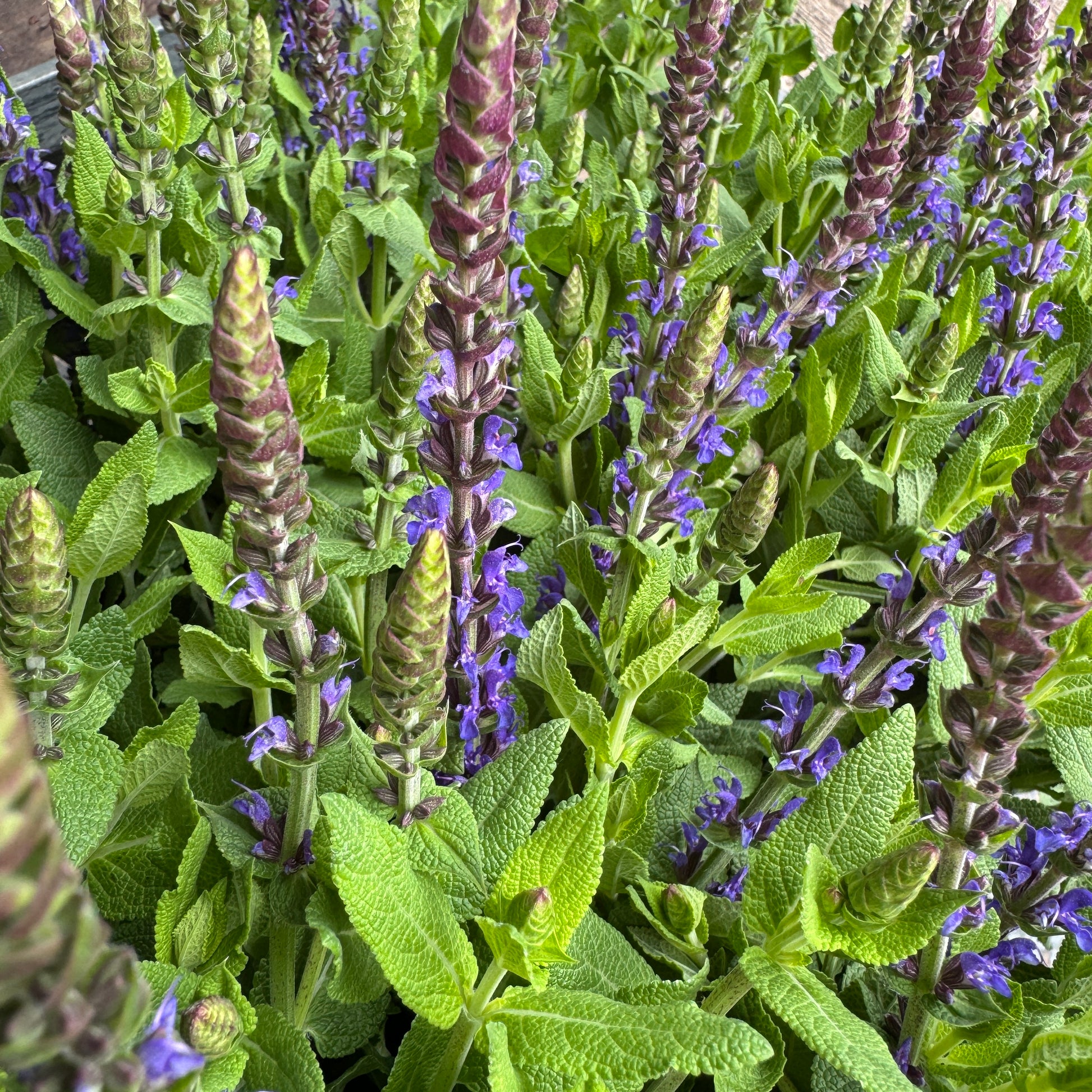 Salvia | Blue | Outdoor Plant