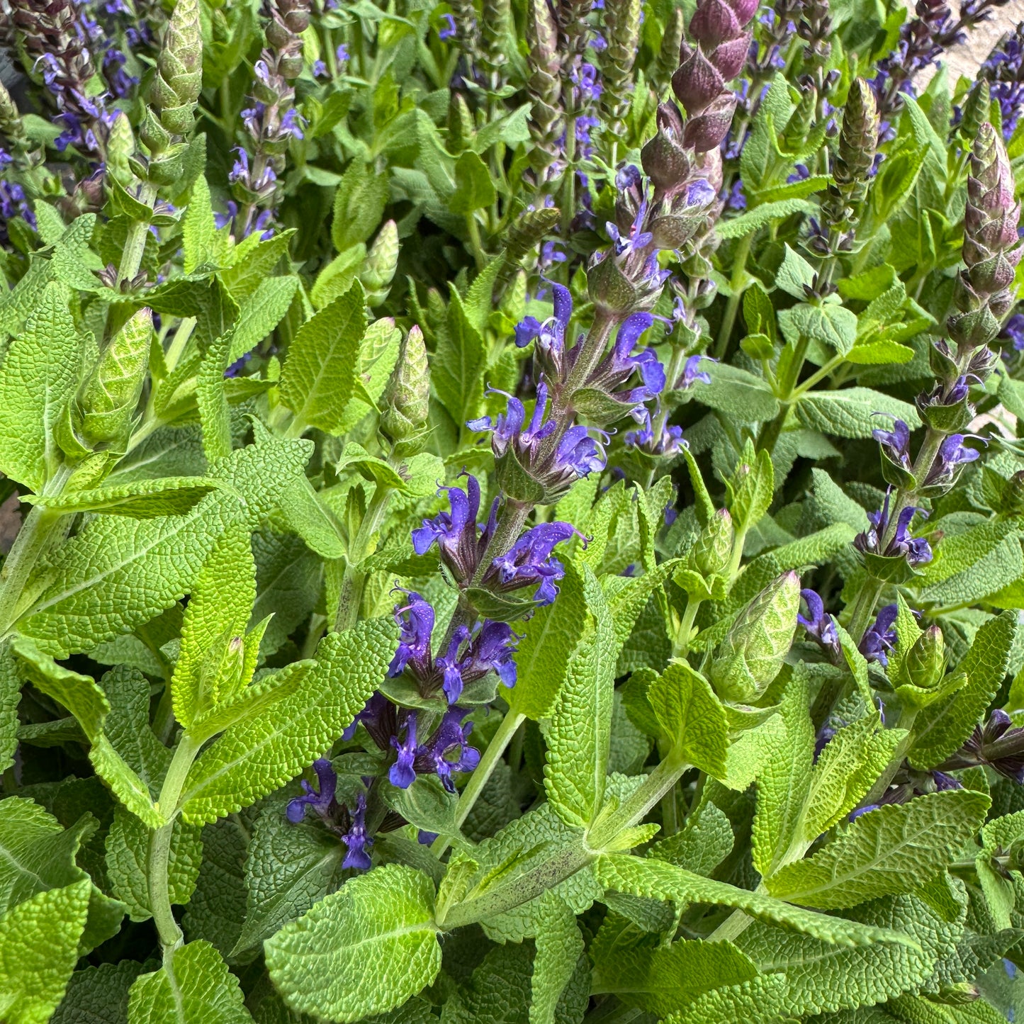 Salvia | Blue | Outdoor Plant