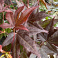 Japanese Maple | Outdoor Plant