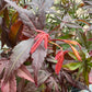 Japanese Maple | Outdoor Plant