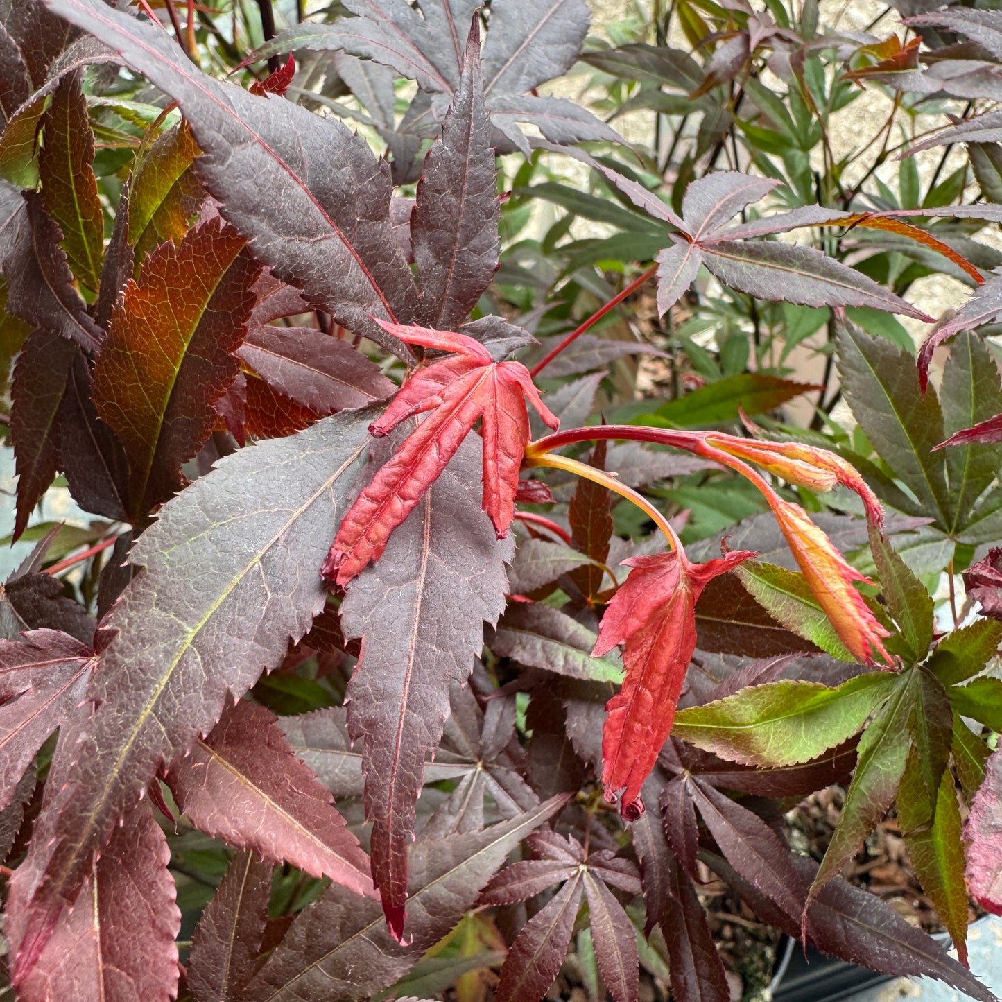 Japanese Maple | Outdoor Plant