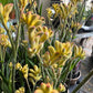Kangaroo Paw | Yellow | Outdoor Plant