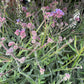 Verbena | Purple | Outdoor Plant