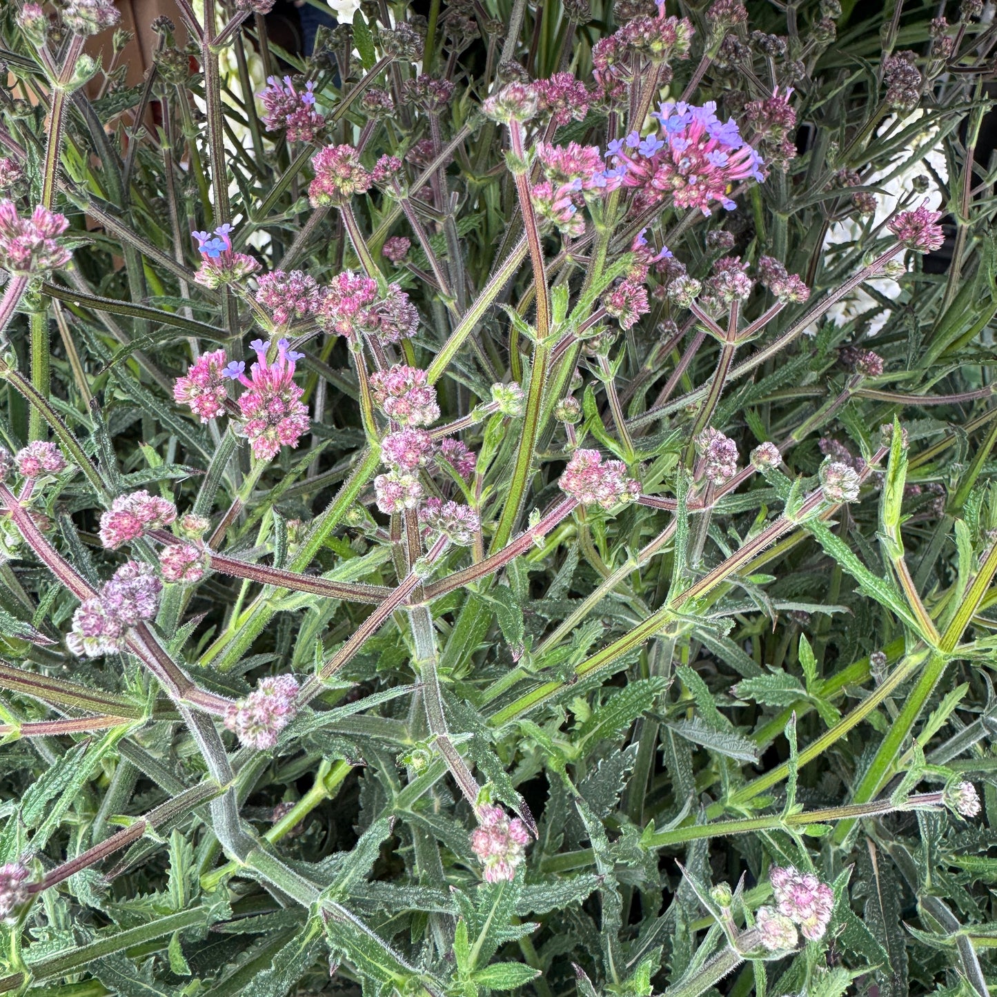 Verbena | Purple | Outdoor Plant