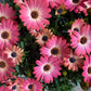African Daisy | Surprise Colour | Outdoor Plant