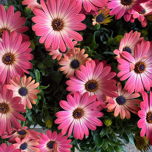 African Daisy | Peach | Outdoor Plant | Outdoor Plants