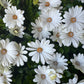 African Daisy | Surprise Colour | Outdoor Plant