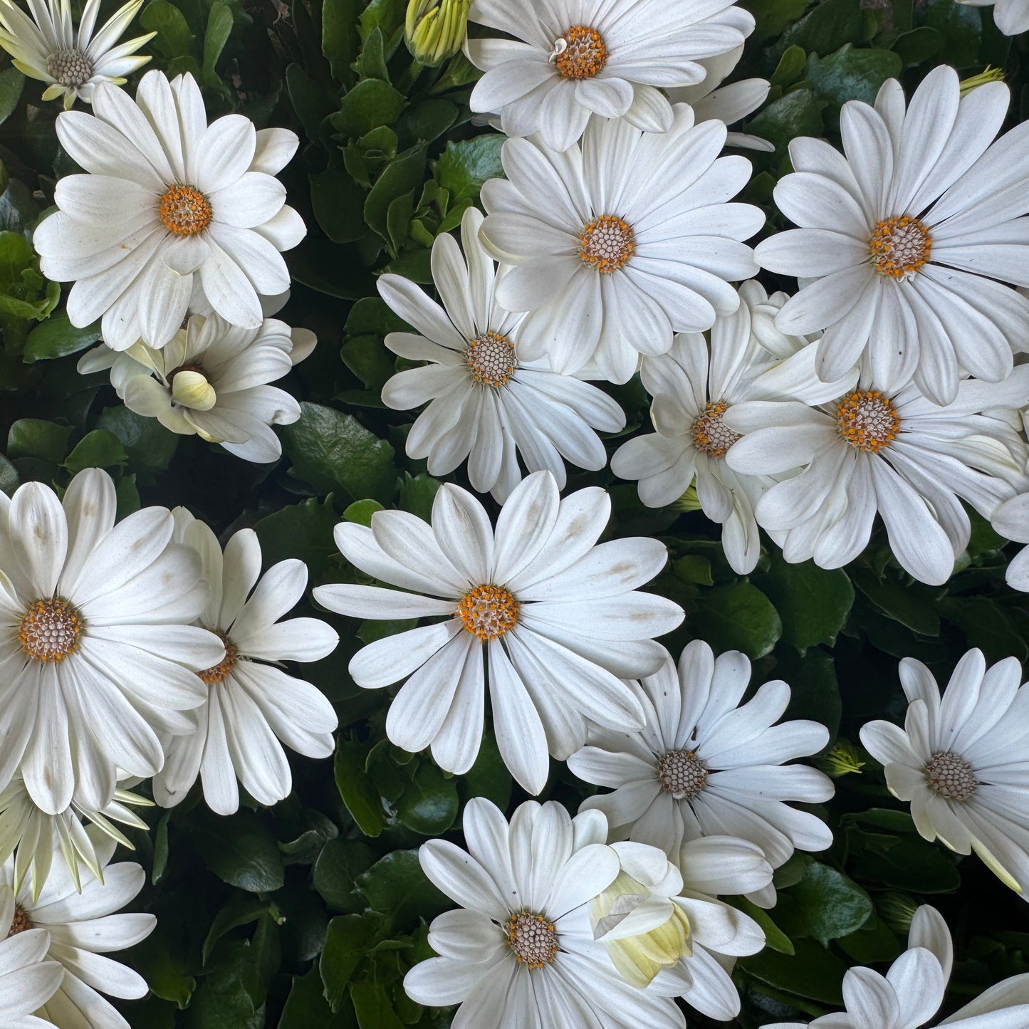African Daisy | Surprise Colour | Outdoor Plant