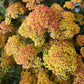 Achillea | Yellow | Outdoor Plant