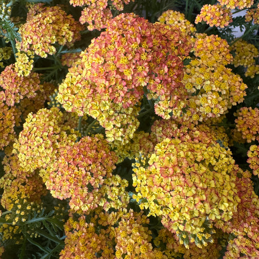 Achillea | Yellow | Outdoor Plant | Outdoor Plants