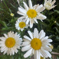 Leucanthemum | Daisy Madonna | Outdoor Plant
