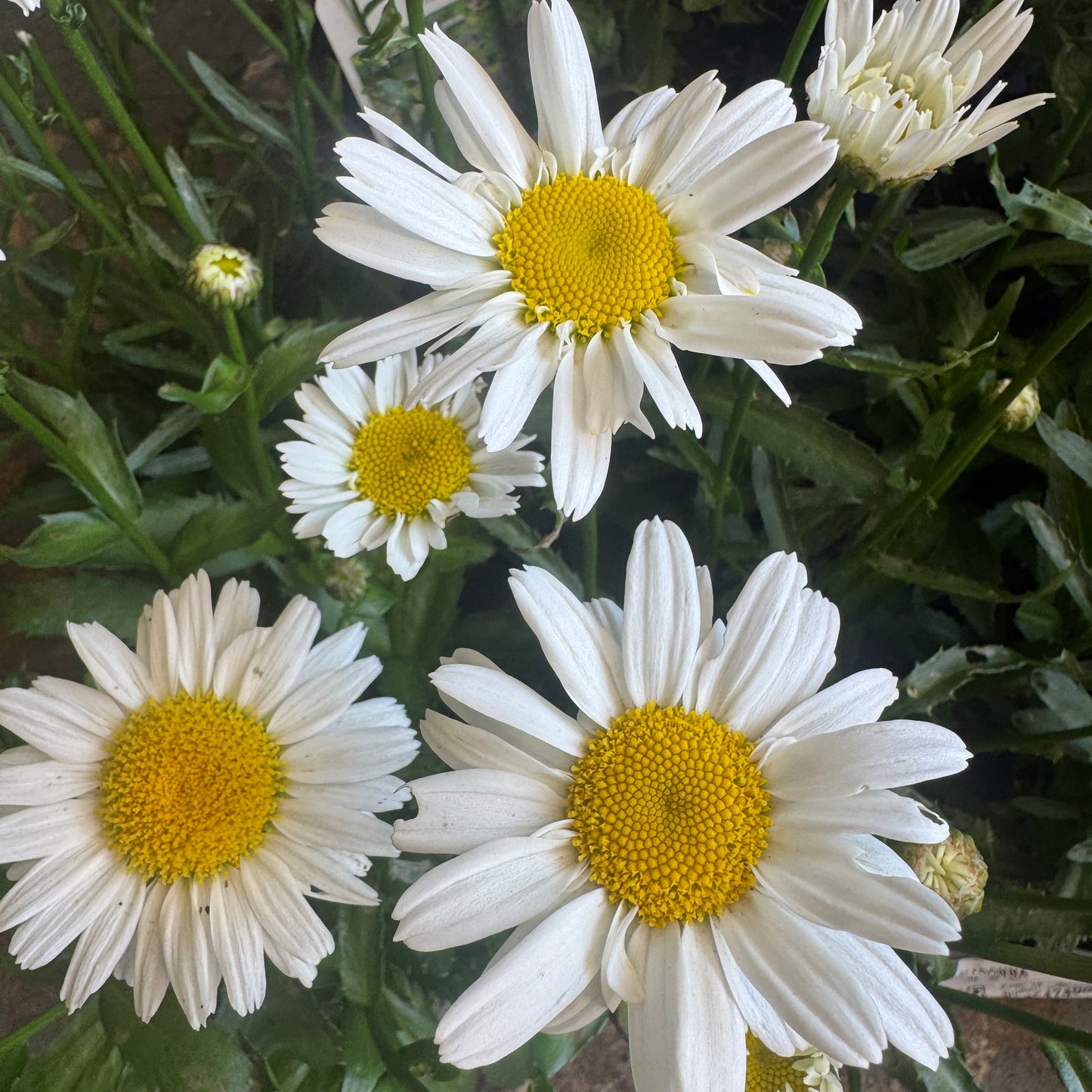 Leucanthemum | Daisy Madonna | Outdoor Plant