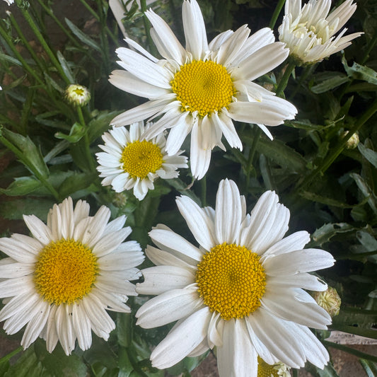 Leucanthemum | Daisy Madonna | Outdoor Plant | Outdoor Plants
