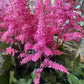 Astilbe | Pink | Outdoor Plant