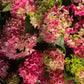 Hydrangea | Pink