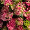 Close-up of pink and white hydrangea blooms with green leaves, filling the frame.