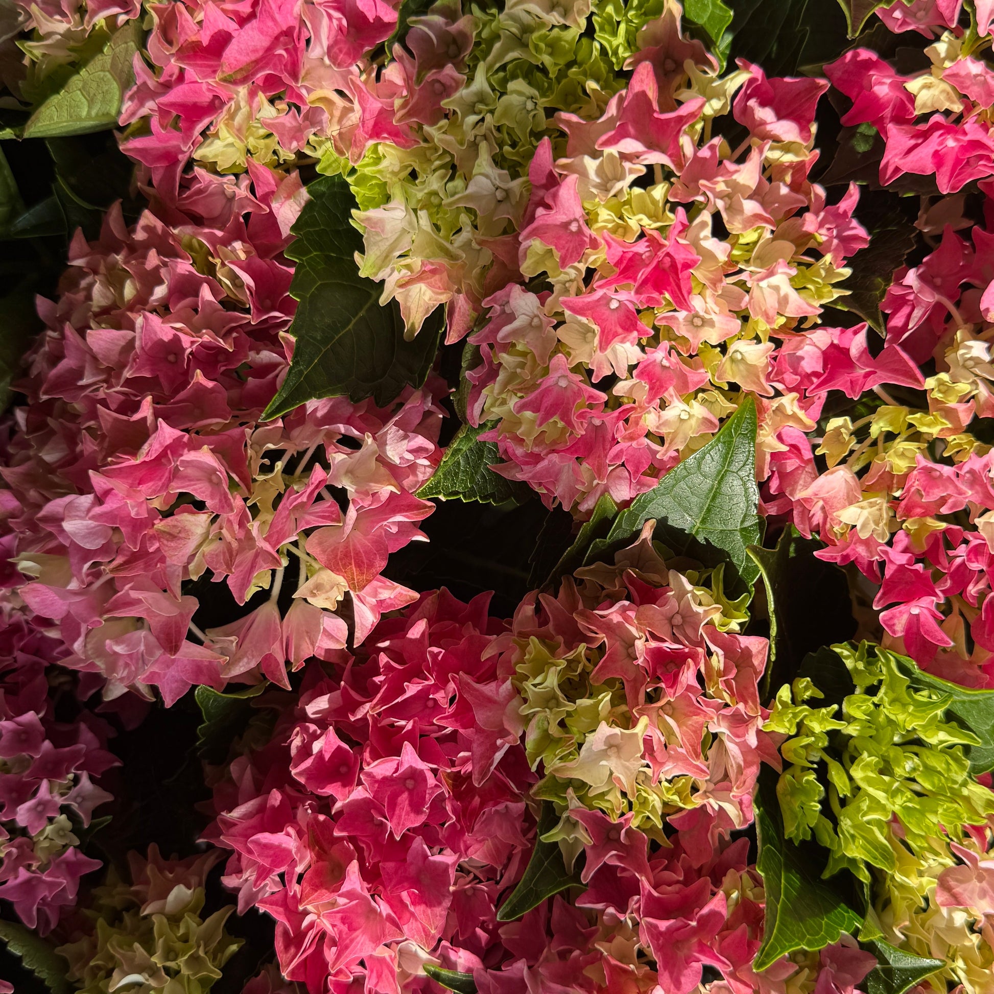 Hydrangea | Pink