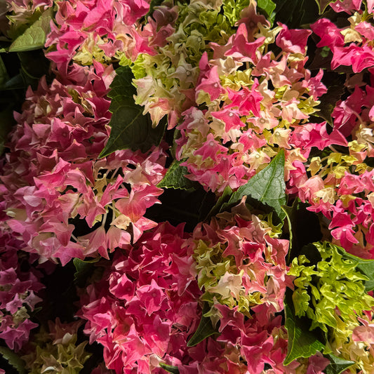 Hydrangea | Pink | Outdoor Plants