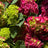 Garden Plants