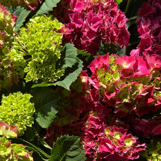 Hydrangea | Red | Outdoor Plants