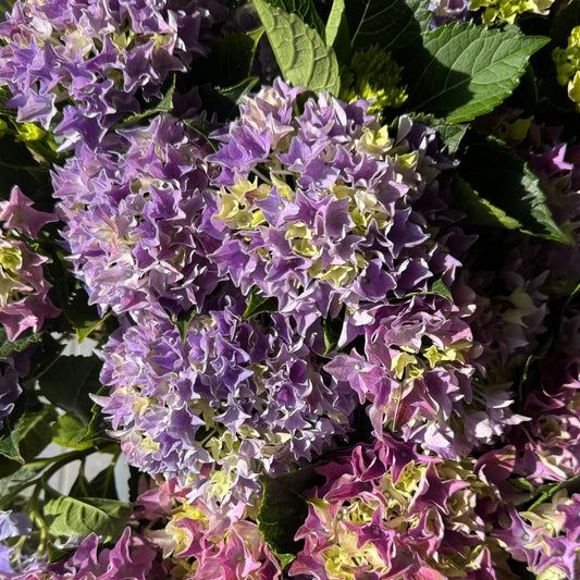 Hydrangea | Purple | Outdoor Plants