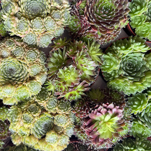 Hen & Chicks | Surprise Variety - Indoor Plant