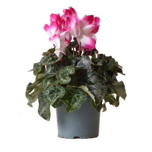 Cyclamen | Indiaka Fuchsia | 