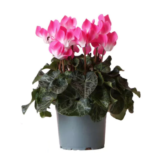 Cyclamen | Indiaka Magenta | 