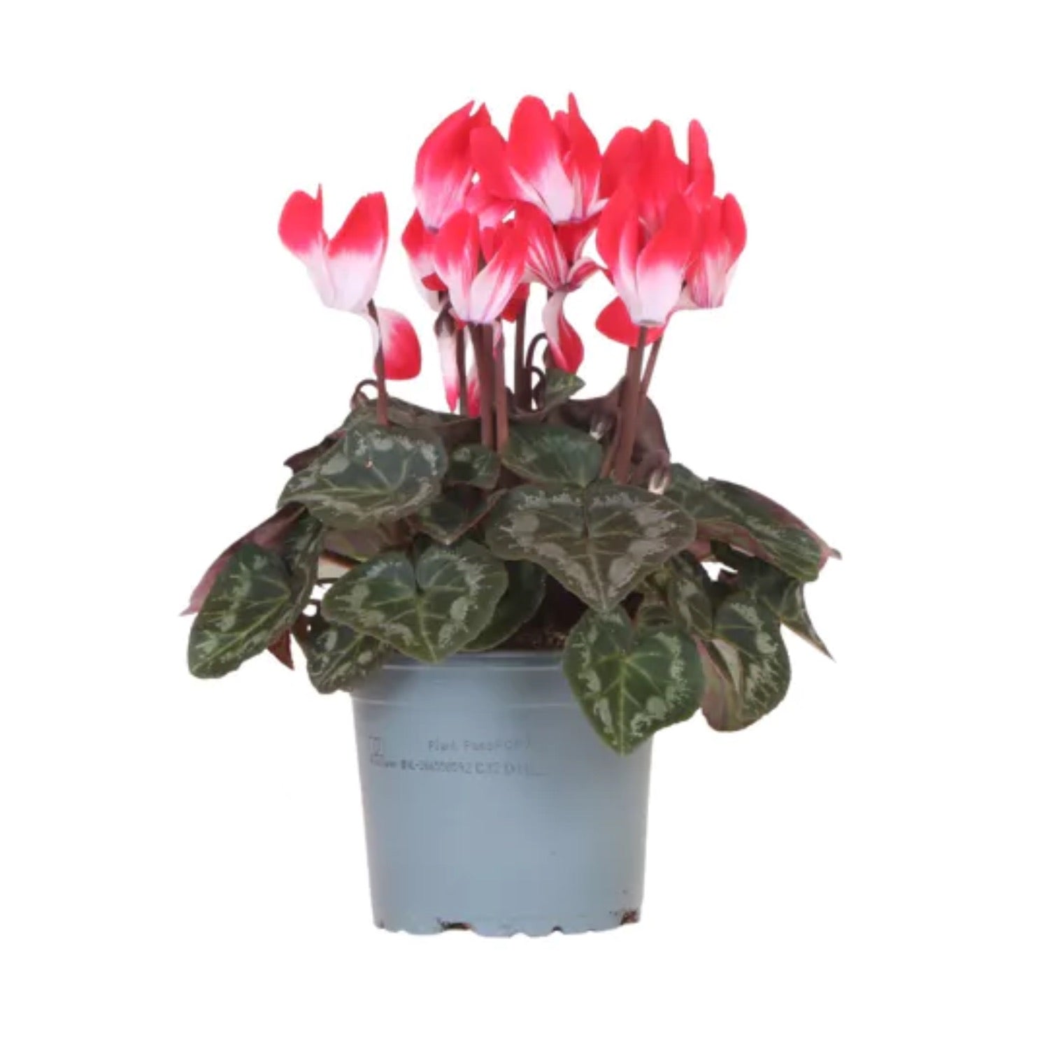 Cyclamen | Indiaka Red