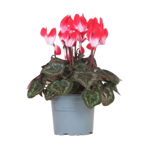 Cyclamen | Indiaka Red | Air Purifying Plants