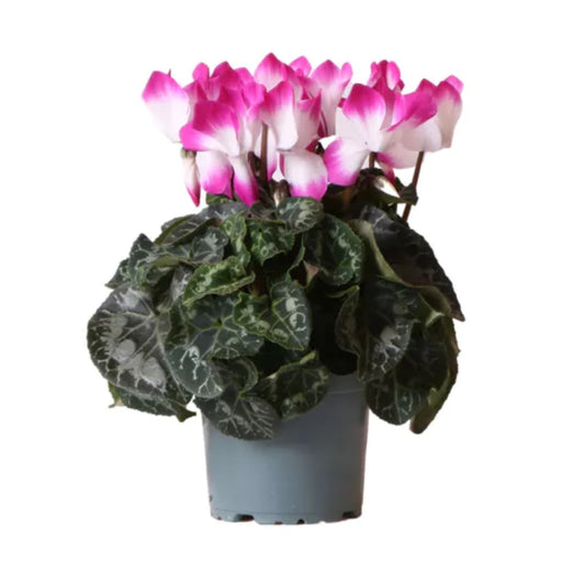Cyclamen | Indiaka Violet | 