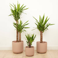 Air purifying, easy to care for and fantastic for adding a tropical touch at home or in the office - there's plenty to love with these stunning Yucca Elephantipes indoor houseplants! They are best identified through their distinct lengthy trunk and vibrant leaves cascading out the top - plus are superb for inspiring wherever they go. 

The variants here are shown in ceramic salmon pots - sold separately. 