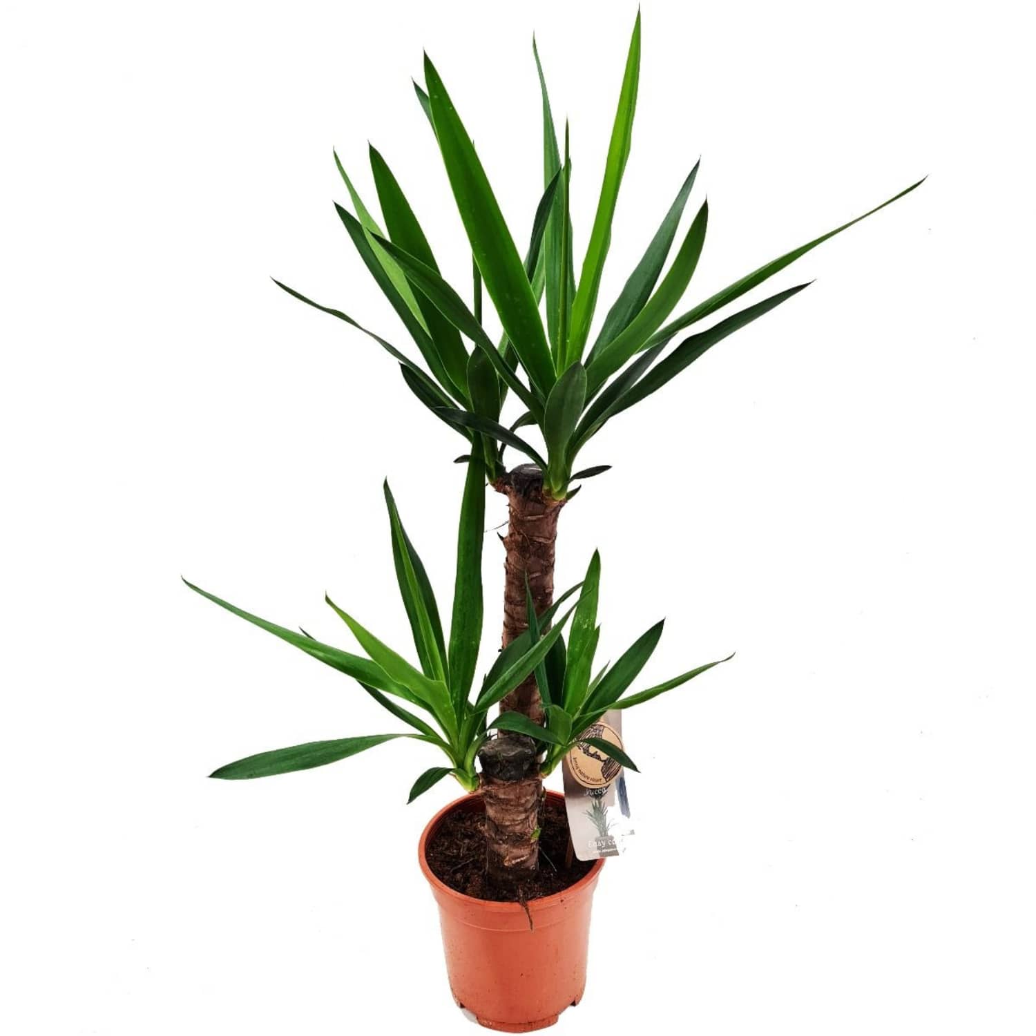 yucca plant benefits air Yucca