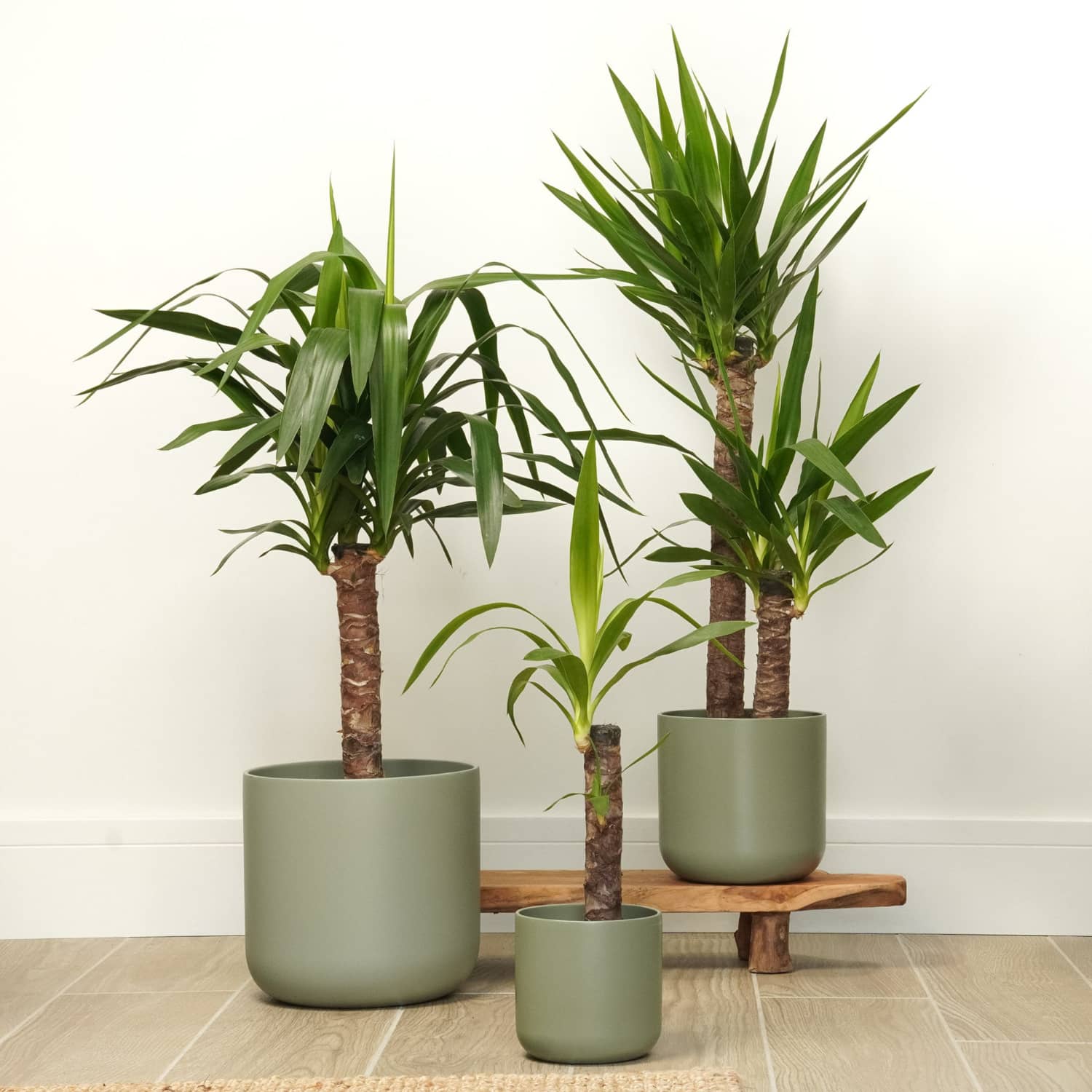 can yucca grow indoors Yucca