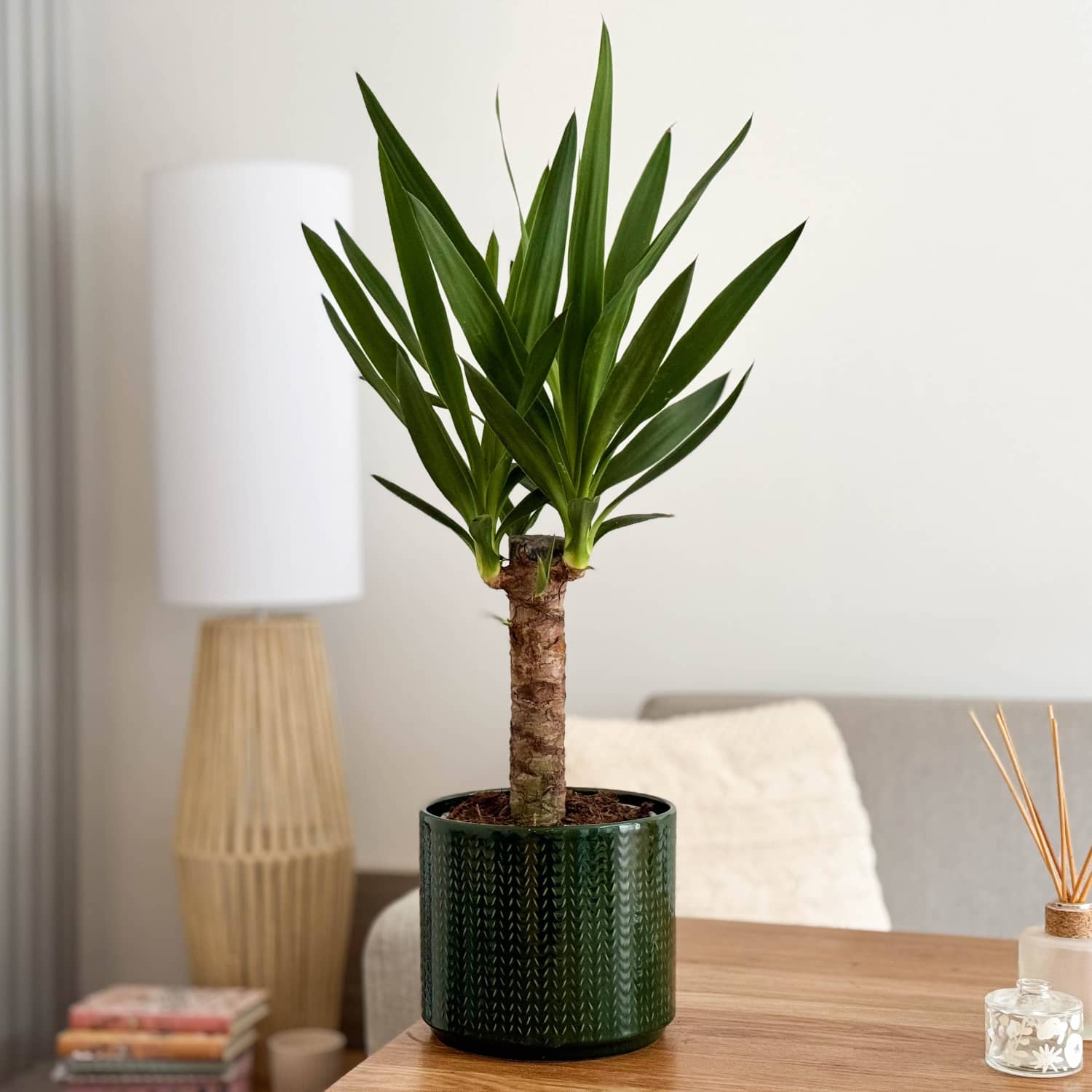 yucca indoor plant care uk Yucca